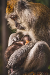 Close-up of monkey