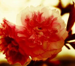 Close-up of flower blooming