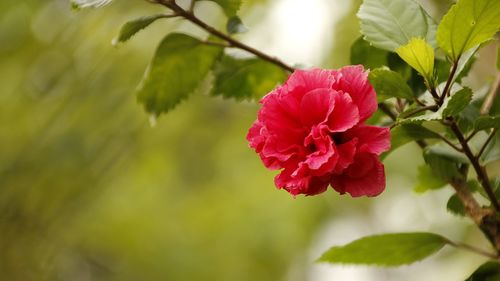 Close-up of pink rose flower