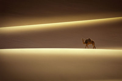 Camel on sand dune in desert