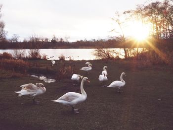 Swans on lake against sky