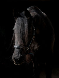 Horse standing against black background