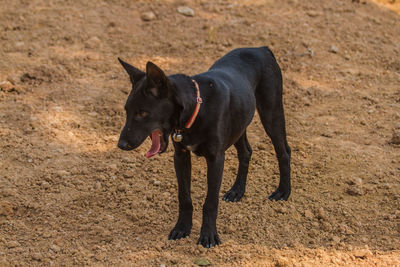 Black dog on field