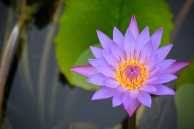 Close-up of lotus water lily in pond