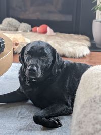 Close-up portrait of dog relaxing at home