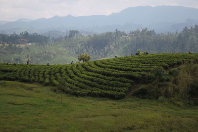 Scenic view of rural landscape