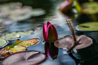 Close-up of lotus water lily in pond