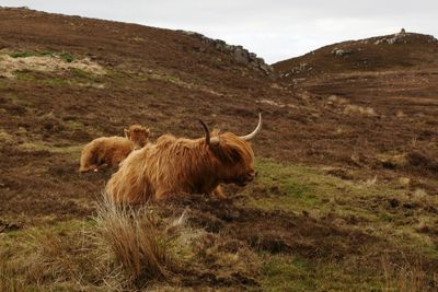 Highland cattle on field against sky