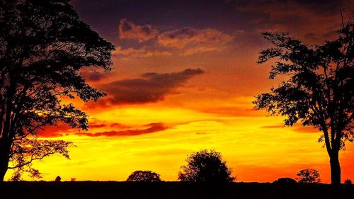 Silhouette of trees at sunset