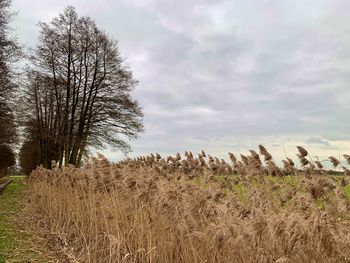 Plants growing on field against sky