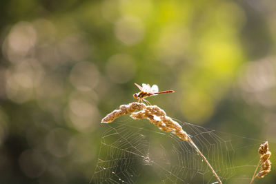 Close-up of dragonfly on web