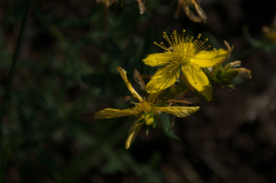 Close-up of yellow flowering plant