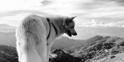 Close-up of horse standing on rock against sky