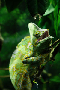 Close-up of lizard