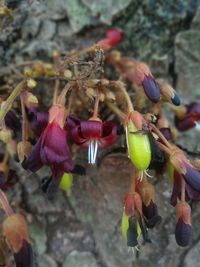 Close-up of flowers