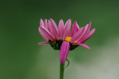 Close-up of yellow flower