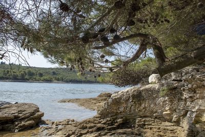 Scenic view of lake in forest