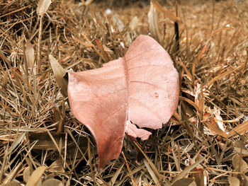 Close-up of dry leaf on field