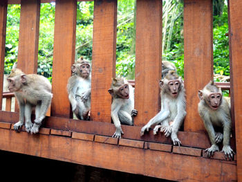 Monkeys relaxing on wooden footbridge