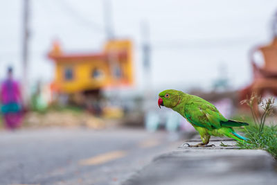 Close-up of parrot perching
