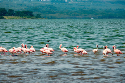 A flock of flamingos iat lake elementaita in soysambu conservancy in naivasha, kenya