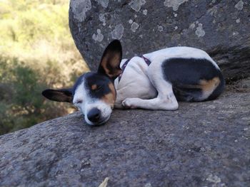 Dog sleeping on rock