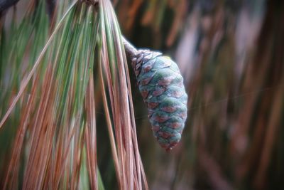 Pine cone on a branch 