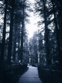 View of trees in forest