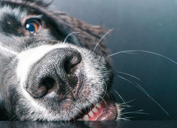Close-up portrait of dog