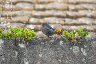 Close-up of bird perching on wall