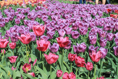 Close-up of pink flowers