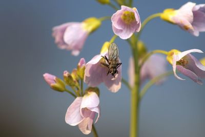 Close-up of bee pollinating on flower