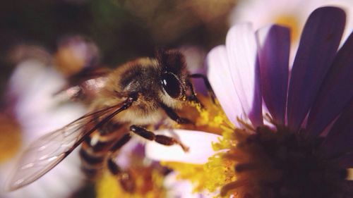 Close-up of bee pollinating on white flower