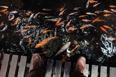 High angle view of koi carps swimming in pond