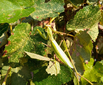 Close-up of insect on leaves