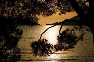 Silhouette trees by sea against sky during sunset