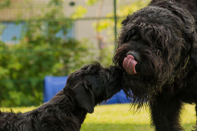 Close-up of dog on field