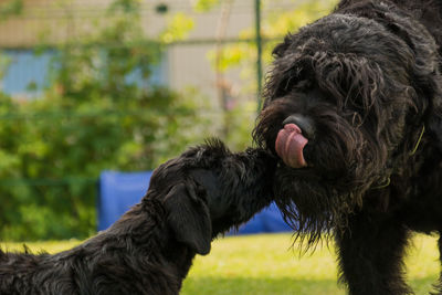 Close-up of dogs on field