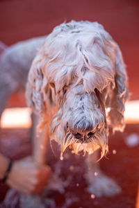 Close-up portrait of a dog