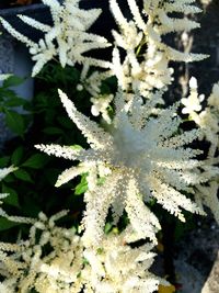 Close-up of frozen plant during winter