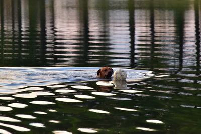 Dog swimming on lake
