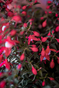 Full frame shot of pink flowering plants