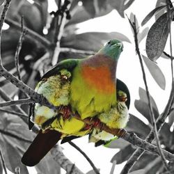 Low angle view of birds perching on branch