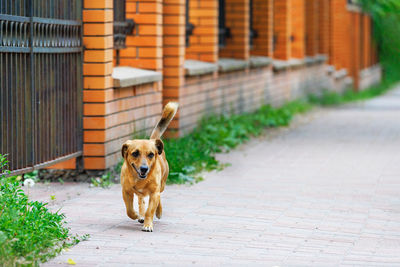 A red-haired mongrel merrily runs along the sidewalk along brick orange fence in  blur on summer day