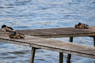 Birds perching on wood against sea