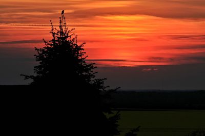 Silhouette tree against orange sky