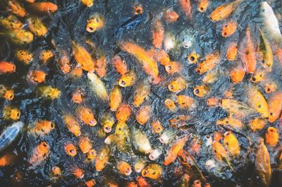 High angle view of koi carps swimming in water