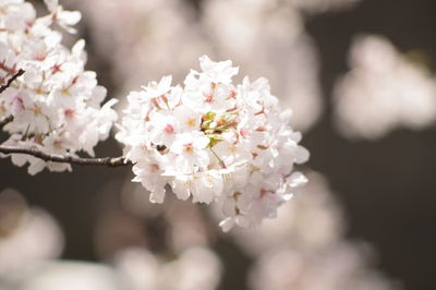 Close-up of cherry blossom