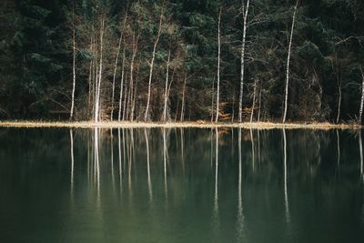 Reflection of trees on lake at forest