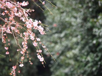 Close-up of pink plum blossom tree